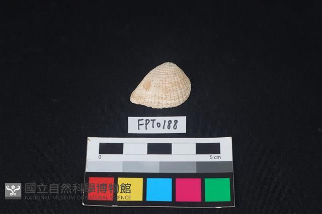 貝殼藏品圖，第1張