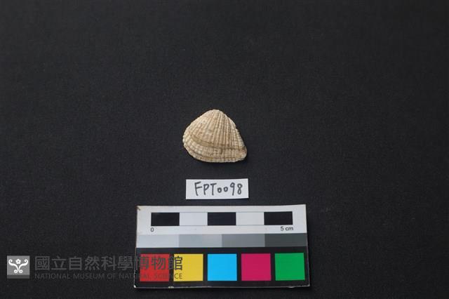 貝殼藏品圖，第1張