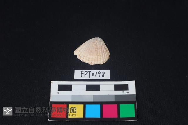 貝殼藏品圖，第1張