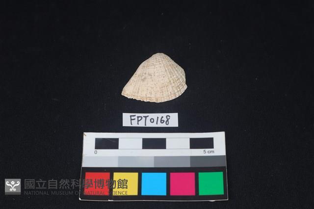 貝殼藏品圖，第1張