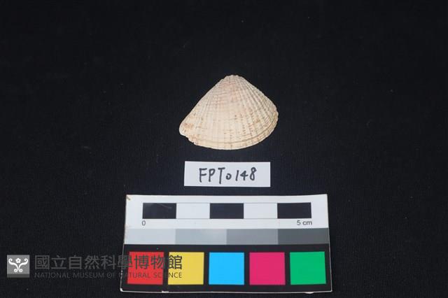 貝殼藏品圖，第1張