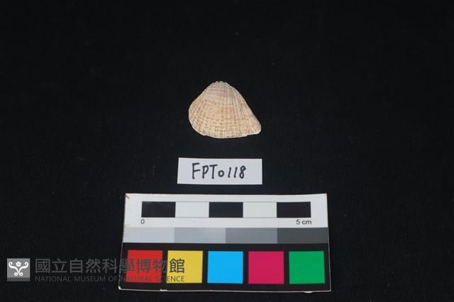 貝殼藏品圖，第1張