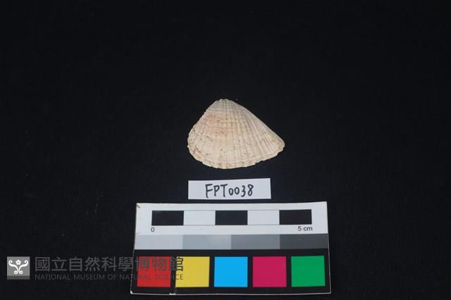 貝殼藏品圖，第1張