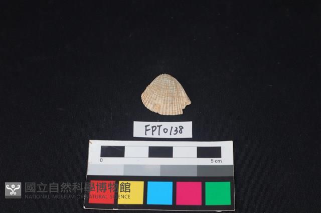貝殼藏品圖，第1張
