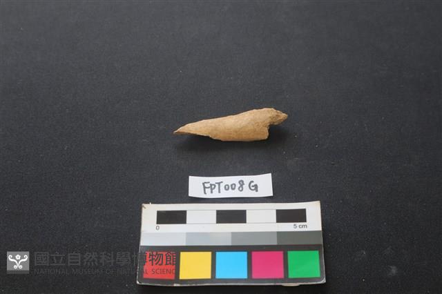 偶蹄類動物骨藏品圖，第1張