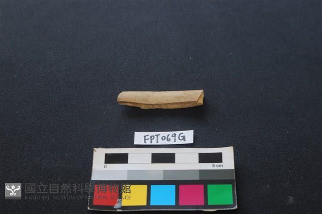偶蹄類動物骨藏品圖，第1張