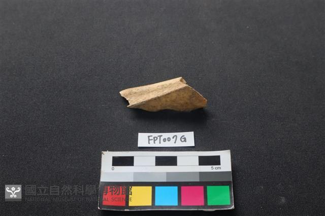 偶蹄類動物骨藏品圖，第1張