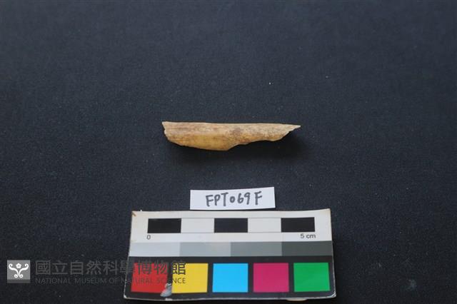 偶蹄類動物骨藏品圖，第1張