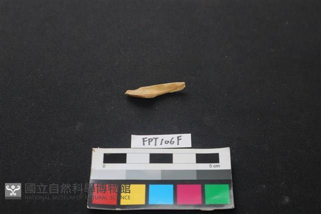 偶蹄類動物骨藏品圖，第1張