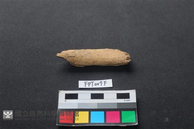 偶蹄類動物骨藏品圖，第1張