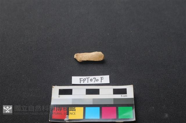 偶蹄類動物骨藏品圖，第1張