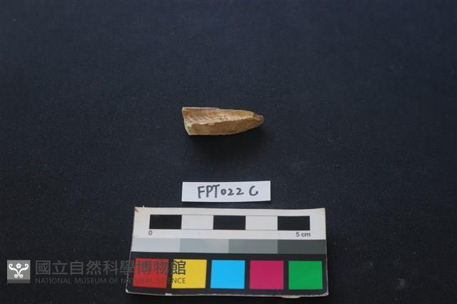 偶蹄類動物骨藏品圖，第1張