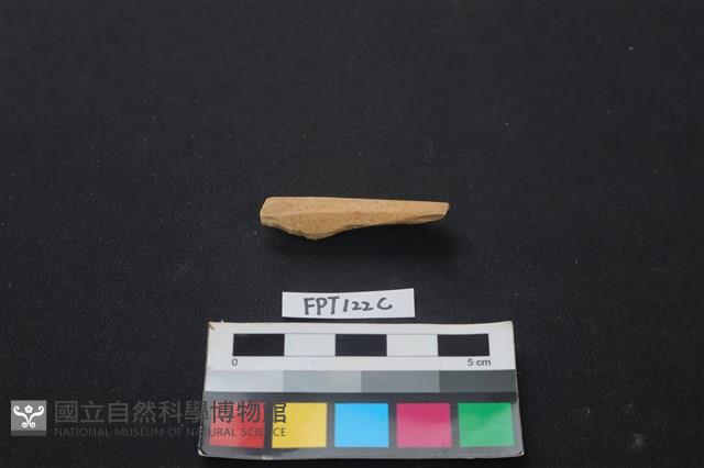 偶蹄類動物骨藏品圖，第1張