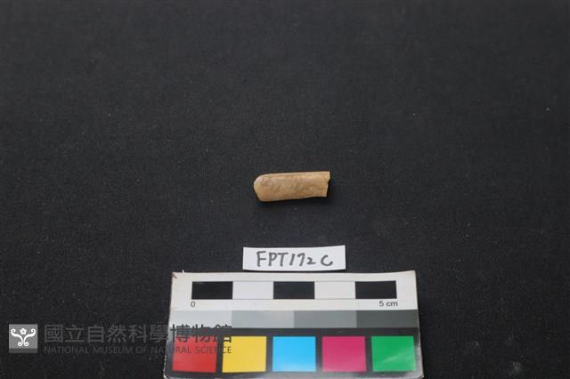 偶蹄類動物骨藏品圖，第1張
