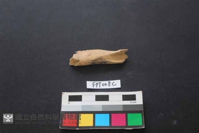 偶蹄類動物骨藏品圖，第1張