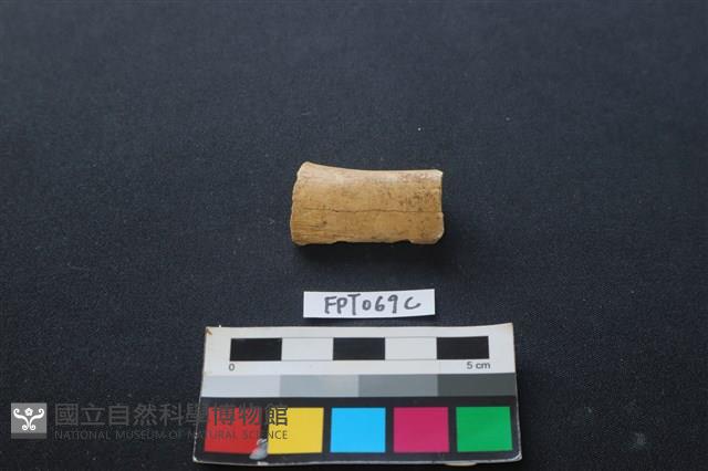 偶蹄類動物骨藏品圖，第1張