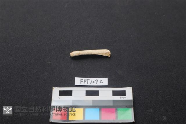 偶蹄類動物骨藏品圖，第1張