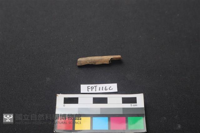 偶蹄類動物骨藏品圖，第1張