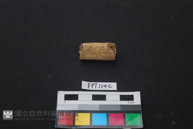 偶蹄類動物骨藏品圖，第1張