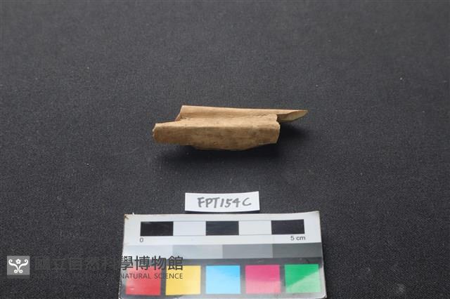 偶蹄類動物骨藏品圖，第1張