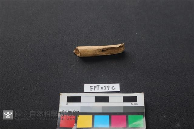 哺乳類動物骨藏品圖，第1張