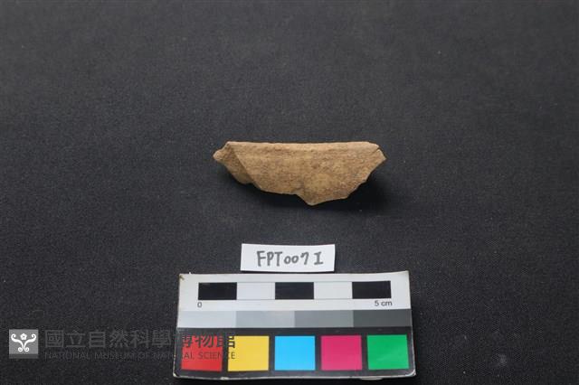 偶蹄類動物骨藏品圖，第1張