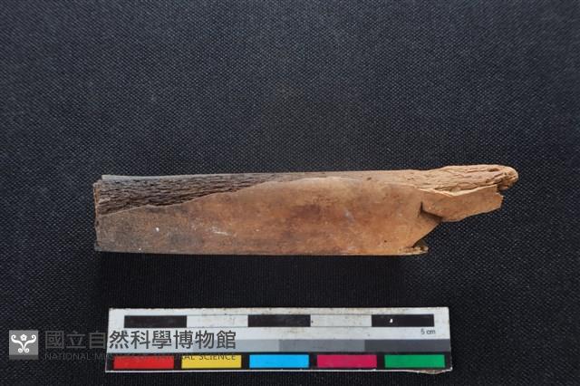 梅花鹿骨藏品圖，第1張