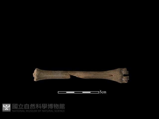獐骨藏品圖，第1張