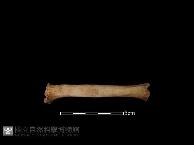 山羌骨藏品圖，第1張