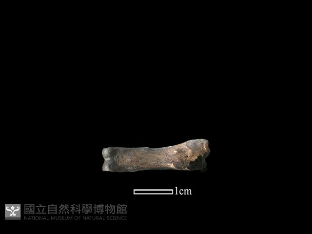 獐骨藏品圖，第1張