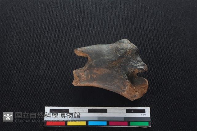 梅花鹿骨藏品圖，第1張