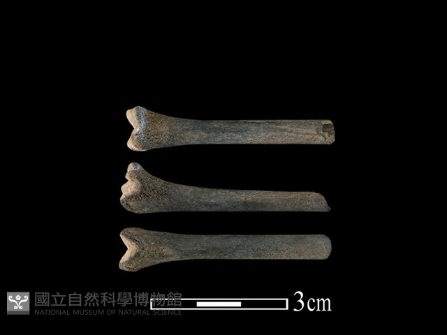 棕蓑貓骨藏品圖，第1張