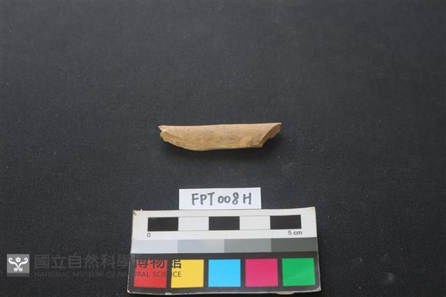 偶蹄類動物骨藏品圖，第1張