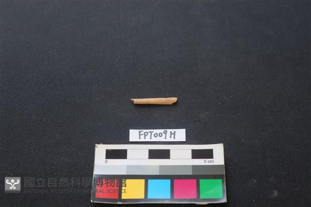 偶蹄類動物骨藏品圖，第1張