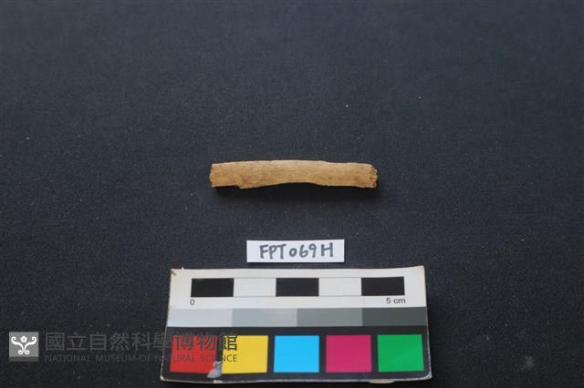 偶蹄類動物骨藏品圖，第1張