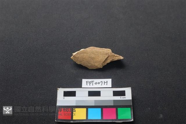偶蹄類動物骨藏品圖，第1張