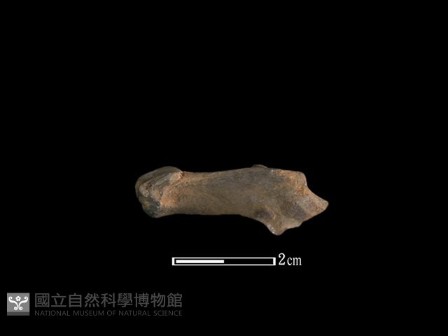 山羌骨藏品圖，第1張