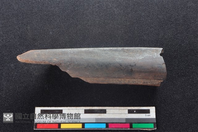 梅花鹿骨藏品圖，第1張