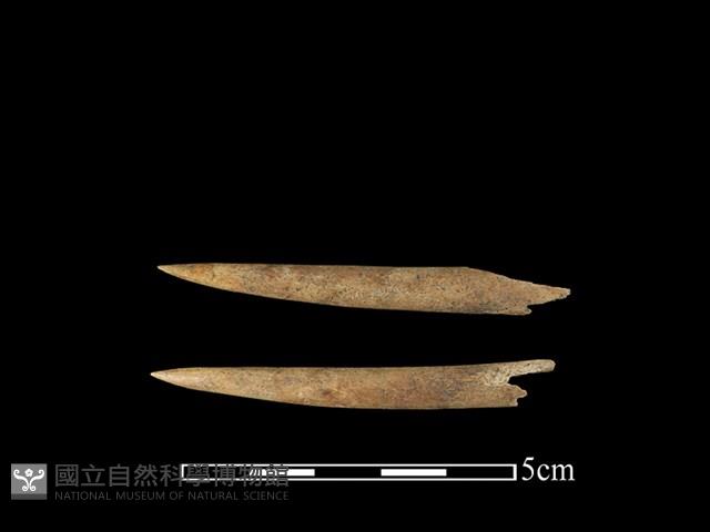 梅花鹿骨藏品圖，第1張