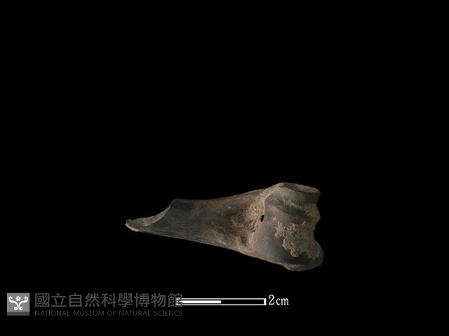獐骨藏品圖，第1張
