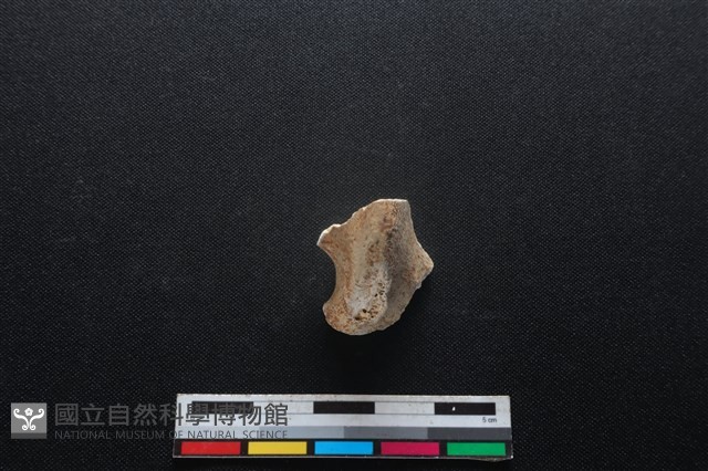 梅花鹿骨藏品圖，第1張