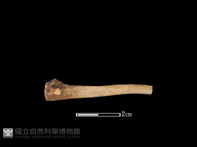 山羌骨藏品圖，第1張