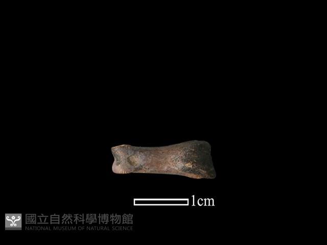 獐骨藏品圖，第1張