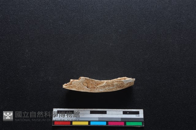 梅花鹿骨藏品圖，第1張