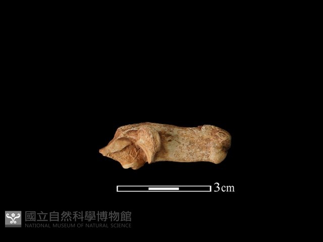山羌骨藏品圖，第1張