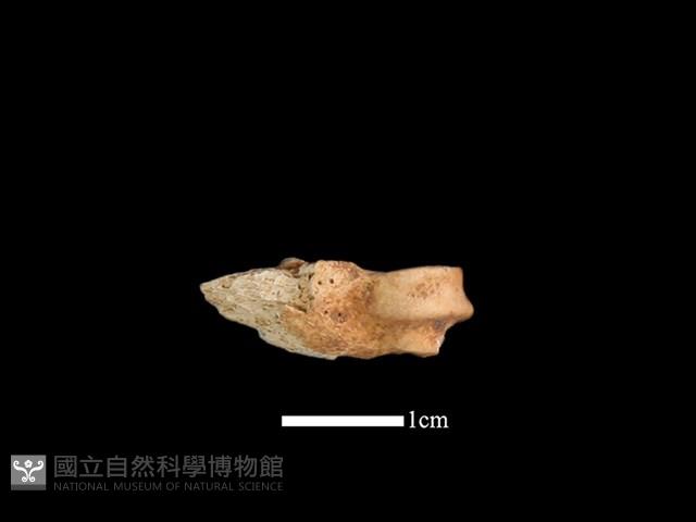 山羌骨藏品圖，第1張