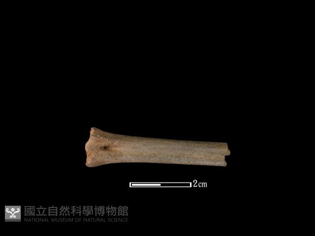 山羌骨藏品圖，第1張