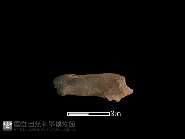 山羌骨藏品圖，第1張