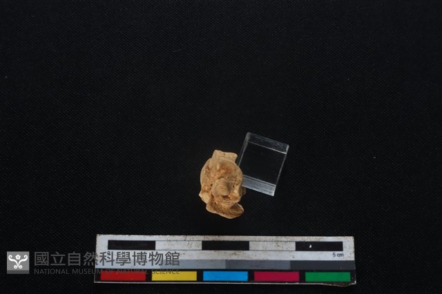 山羌骨藏品圖，第1張