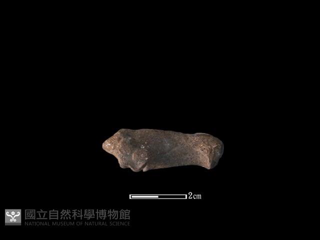 獐骨藏品圖，第1張